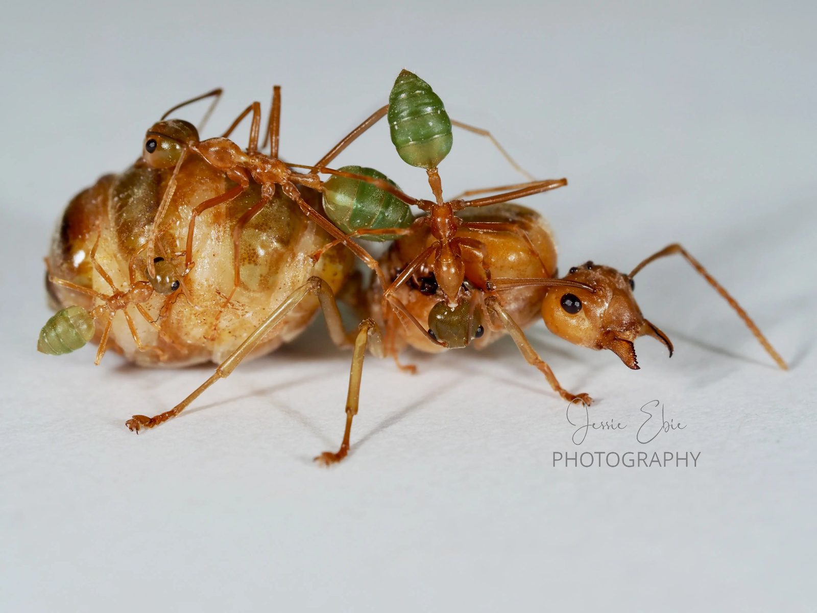 Oecophylla smaragdina