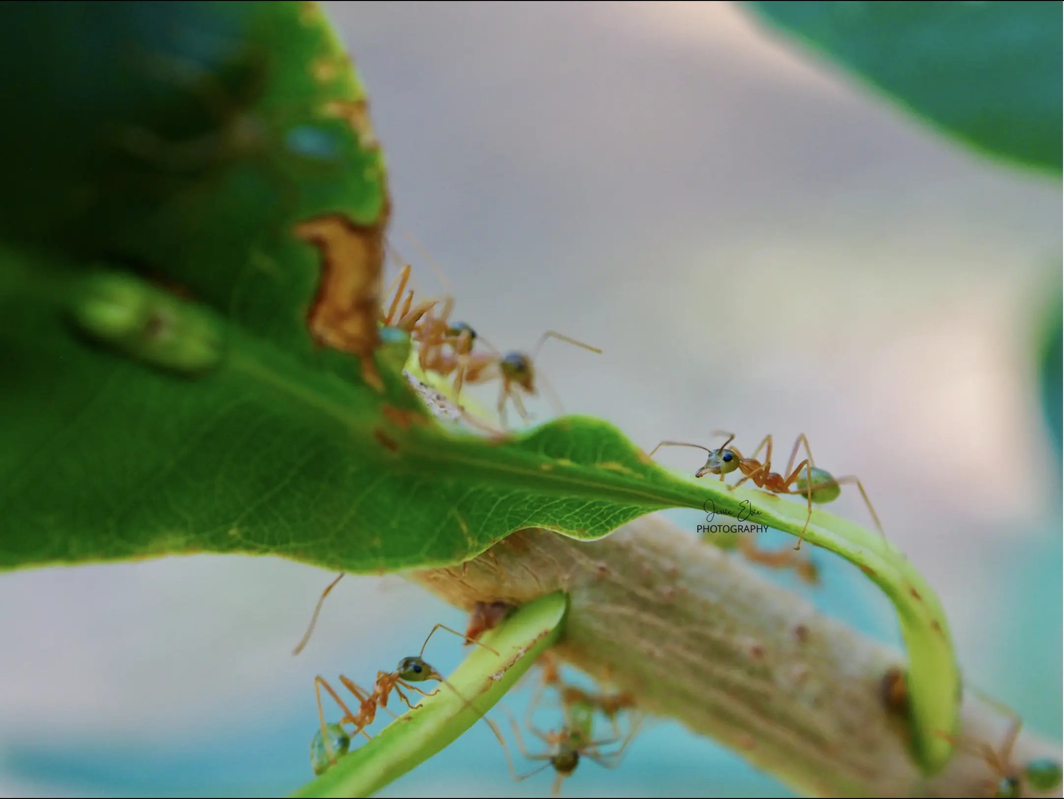 Weaver ants · Townsville, Australia